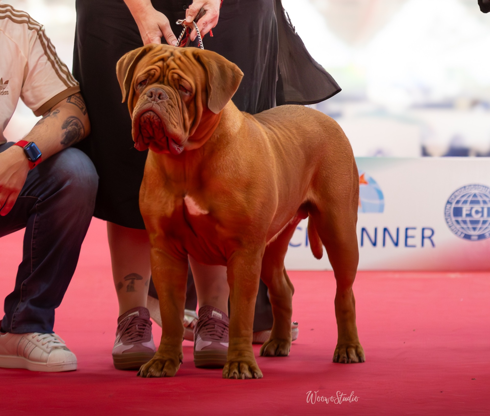  DOGO DE BURDEOS CAMPEONA DEL MUNDO 2026 BOLONIA